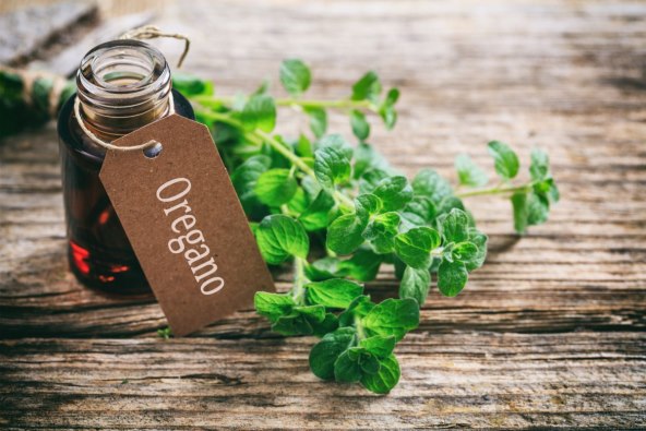 Origano