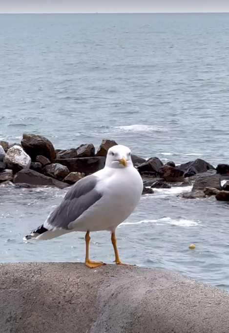 Karmela Vukov Colić
