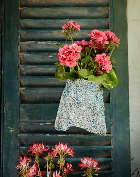 pelargoniums-for-europe-h-SSHRa1M-g-unsplash (1).jpg