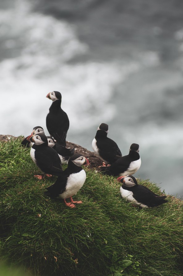 Domagoj Sever Farski otoci 2.jpg