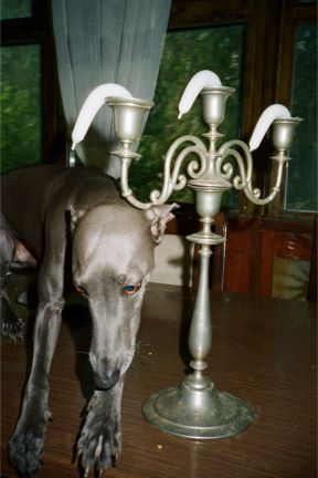 BelgradeRaw_Sarajevo_press-6.jpg