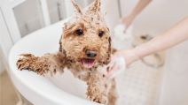 Purina Pro planx cover.jpg
