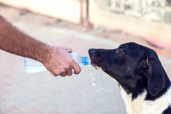 VLASNIK STE KUĆNOG LJUBIMCA? Ovo su vaše obaveze, a neodgovorni će biti kažnjeni