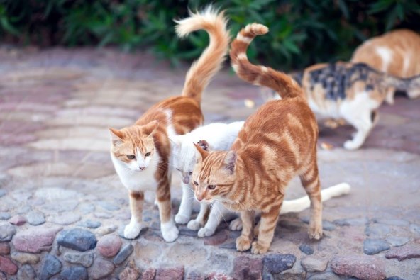 VLASNIK STE KUĆNOG LJUBIMCA? Ovo su vaše obaveze, a neodgovorni će biti kažnjeni