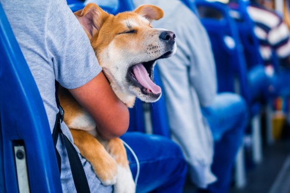 Pas putovanje (2).jpg