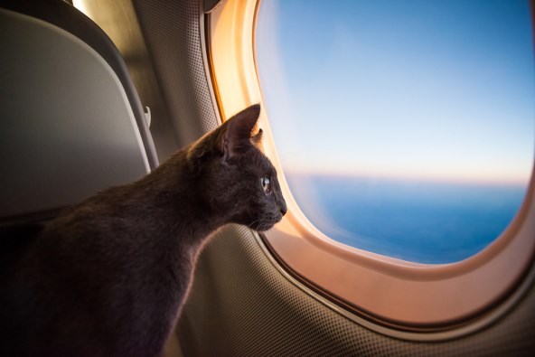 Macka avion zrakoplov.jpg