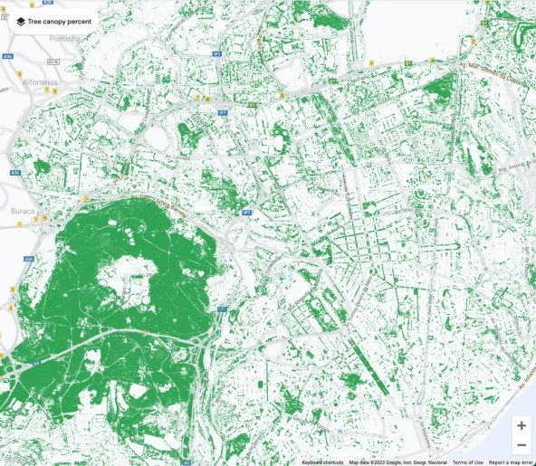 Lisabon, Tree Canopy.jpg