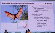 CWW 2023 Šibenik leteća lisica šišmiš (2).jpg