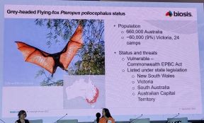 CWW 2023 Šibenik leteća lisica šišmiš (2).jpg