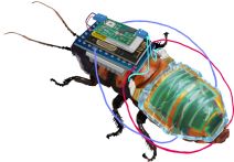 Kiborg žohari robot roboti (1).jpg