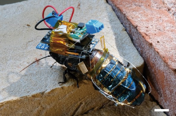 Kiborg žohari robot roboti (2).jpg