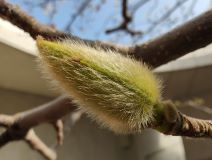 2022_MOTOROLA EDGE ULTRA_FRONTIER_ATL_GALLERY SHOOT_ROW_REAR CAM_MACRO SHOTS 6.jpg