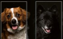 Samsung životinje.jpg