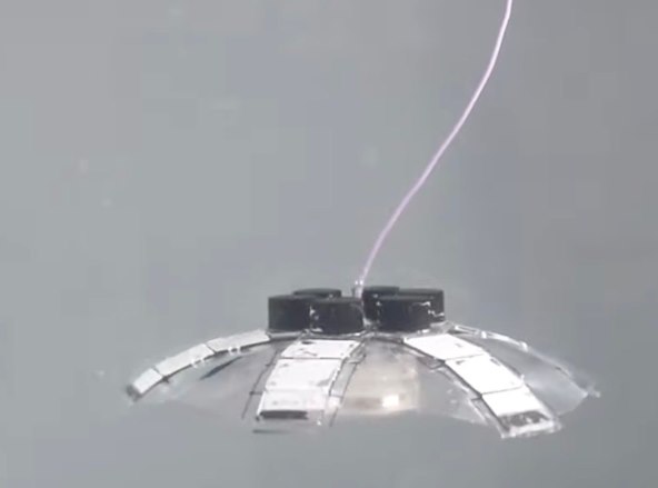 Jellyfish-Bot (2).jpg