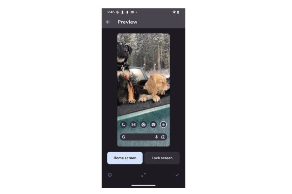 Pas pozadina na telefonu.jpg