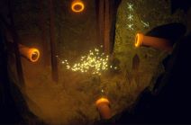 The Forest Quartet (6).jpg