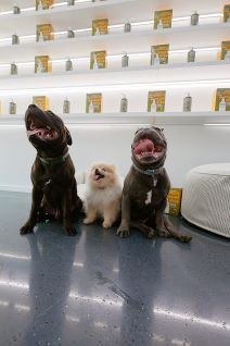 Eleven Australi Duo Wash & Woof  (6).jpg