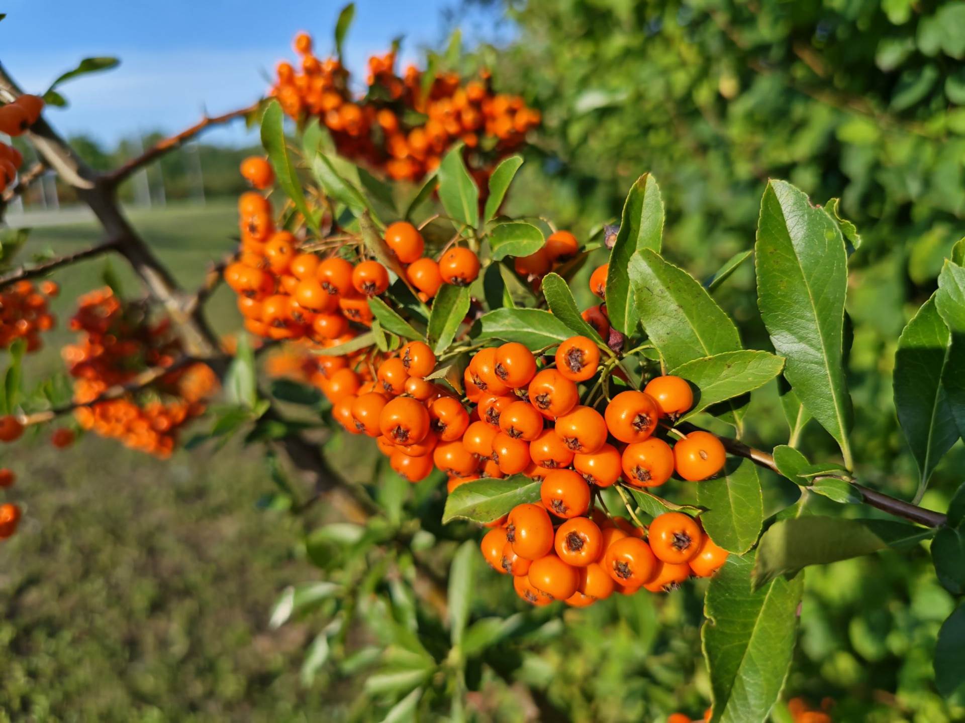 Fotografirano s Honor Magic V5 (5).jpg