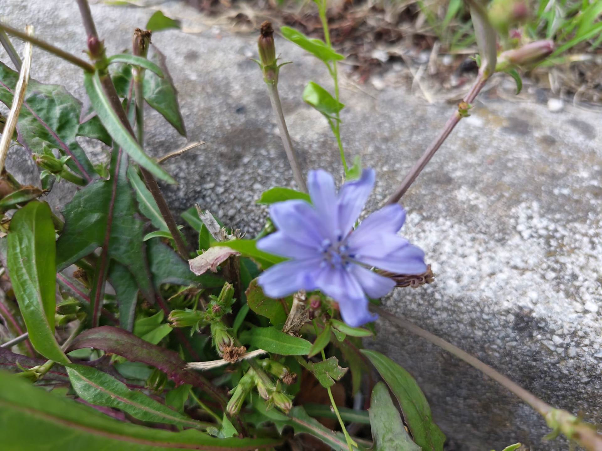 Fotografirano s Honor Magic V5 (11).jpg