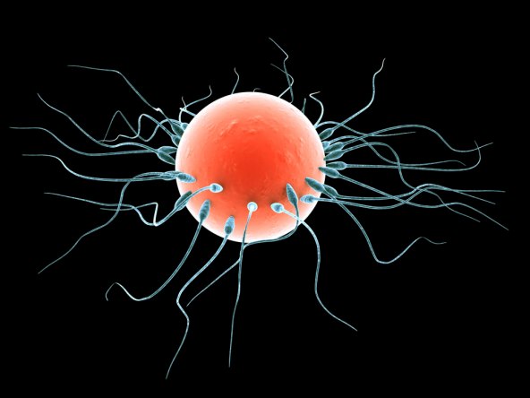 zacece - kada dolazi do oplodnje?