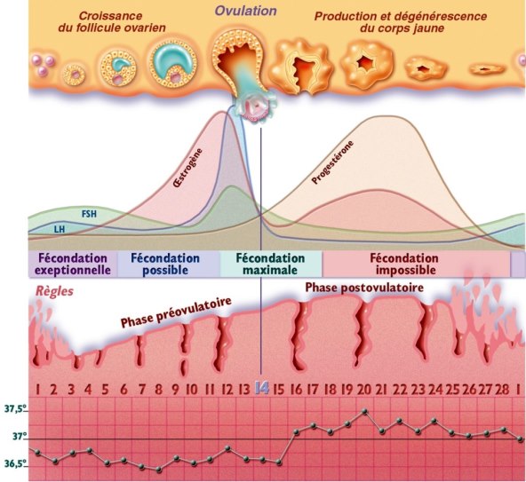 Kalkulator plodnih dana