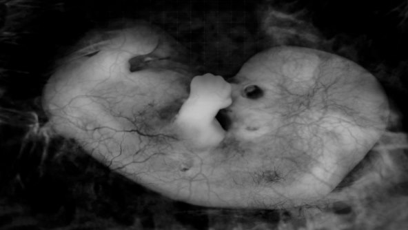 3 stvari koje beba osjeca u trbuhu