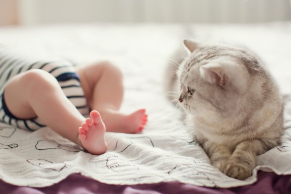 7 najvecih opasnosti od macaka za bebe i trudnice