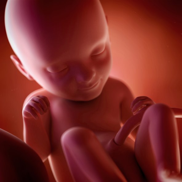 Kako se razvija beba od trenutka zaceca do poroda