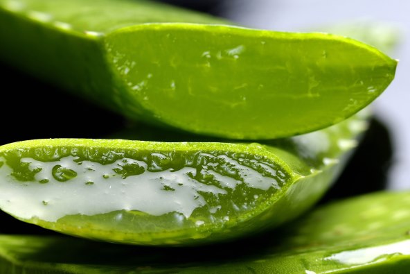 aloe vera u trudnoći