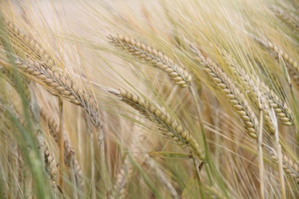 zasto-sve-vise-ljudi-smeta-kruh-kljuc-odgovora-skriva-se-u-pripremi-kruha