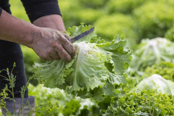 kako-sloziti-ljetni-dnevni-jelovnik-za-cijelu-obitelj