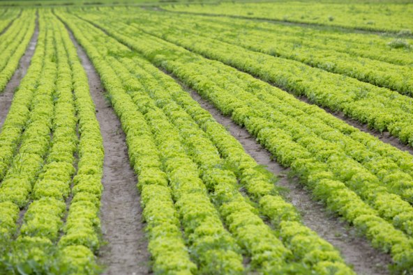 kako-sloziti-ljetni-dnevni-jelovnik-za-cijelu-obitelj