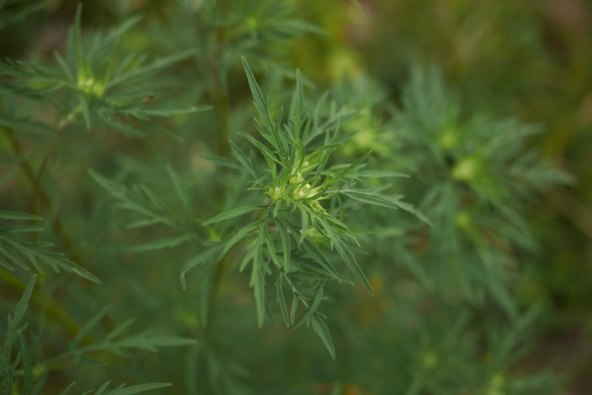 sto-alergicni-na-ambroziju-ne-bi-smjeli-jesti