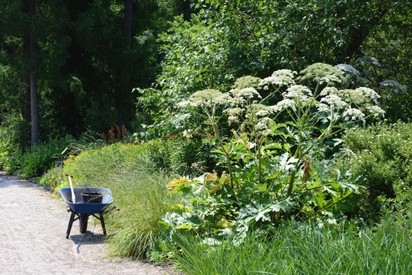 djevojcica dobila opekline od otrovne biljke gigantskog svinjskog korova