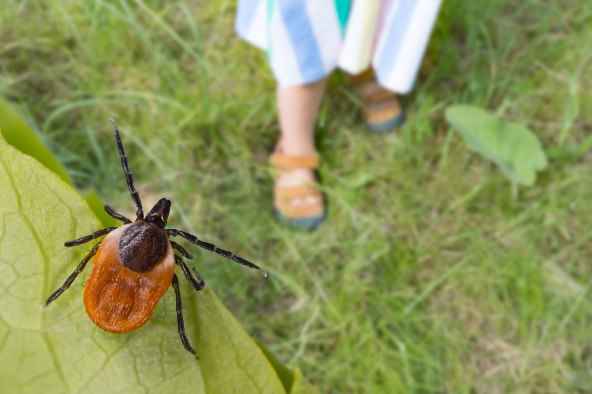Kako izvaditi krpelja i dvije bolesti koje uzrokuju