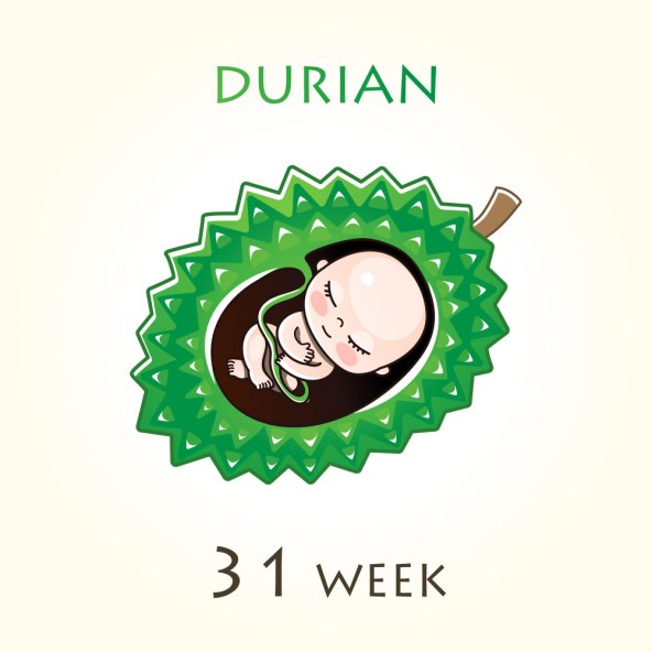 Razvoj i velicina bebe u trbuhu svaki tjedan