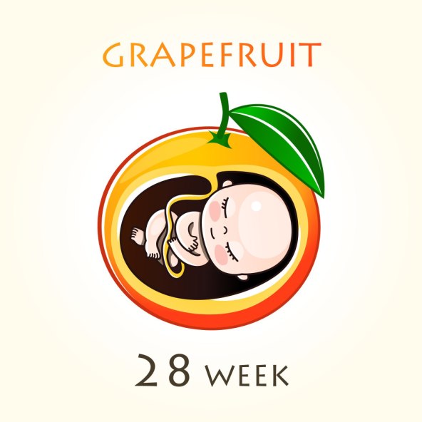 Razvoj i velicina bebe u trbuhu svaki tjedan