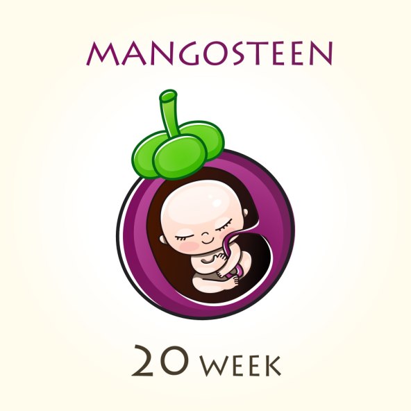 Razvoj i velicina bebe u trbuhu svaki tjedan