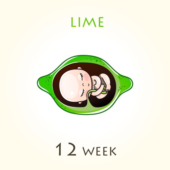 Razvoj i velicina bebe u trbuhu svaki tjedan