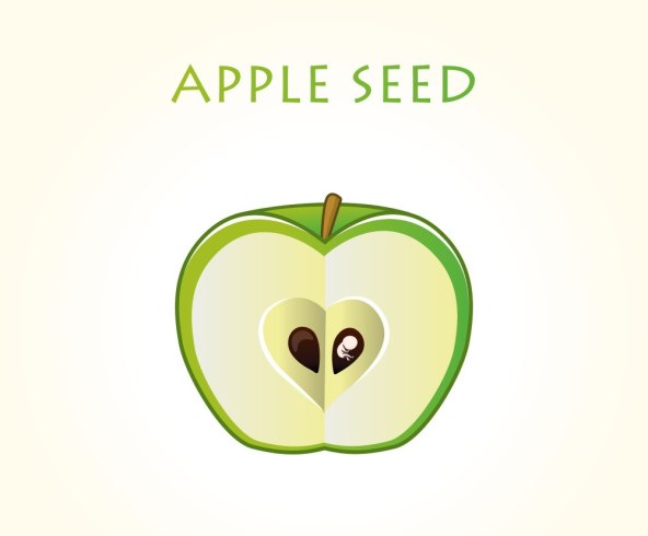 Razvoj i velicina bebe u trbuhu svaki tjedan