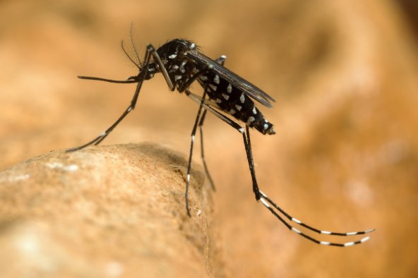 Trudnice u Hrvatskoj u opasnosti od denge virusa koji prenose komarci