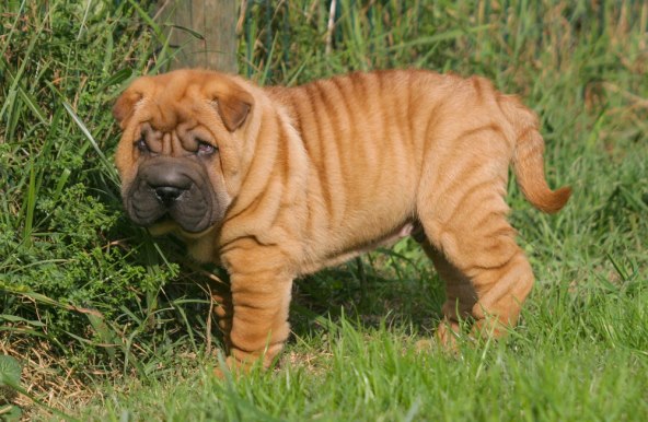 Veterinarka otkrila kojih 5 pasmina pasa nikad ne bi posjedovala