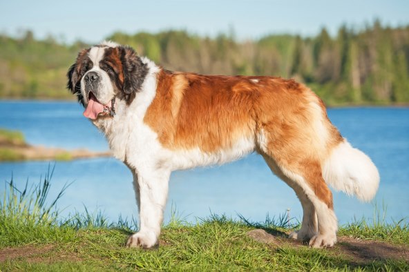 Veterinarka otkrila kojih 5 pasmina pasa nikad ne bi posjedovala