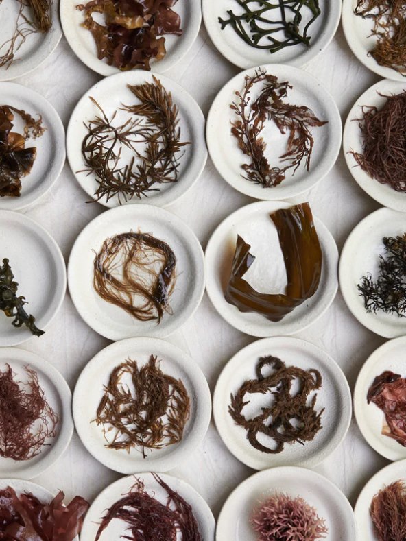 Chef Rene Redzepi nova knjiga Noma in Kyoto