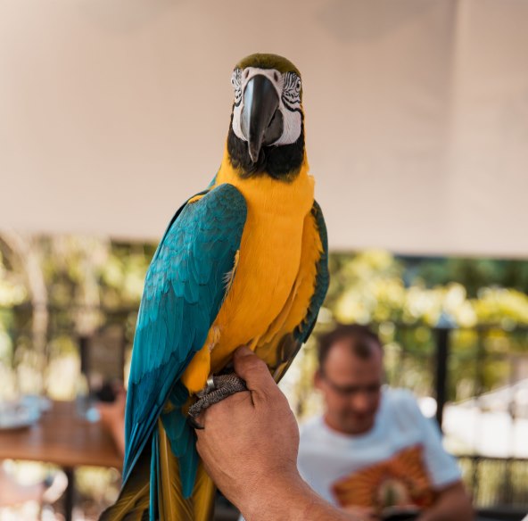 Cubismo i egzotične papige na rođendanu Botanist i Pablos bara