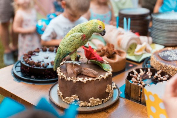 Cubismo i egzotične papige na rođendanu Botanist i Pablos bara
