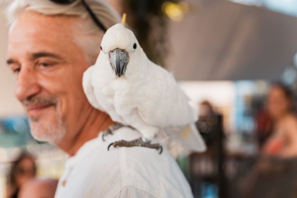 Cubismo i egzotične papige na rođendanu Botanist i Pablos bara