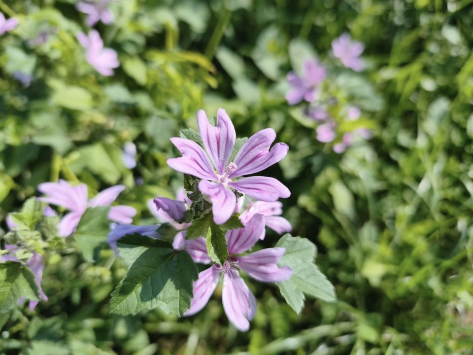 Fotografirano s Xiaomi 15T Pro (5).jpg