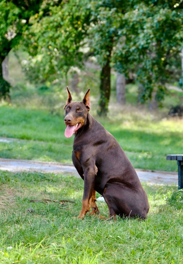 doberman