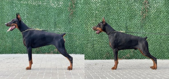 mama i tata iz c legla.jpg